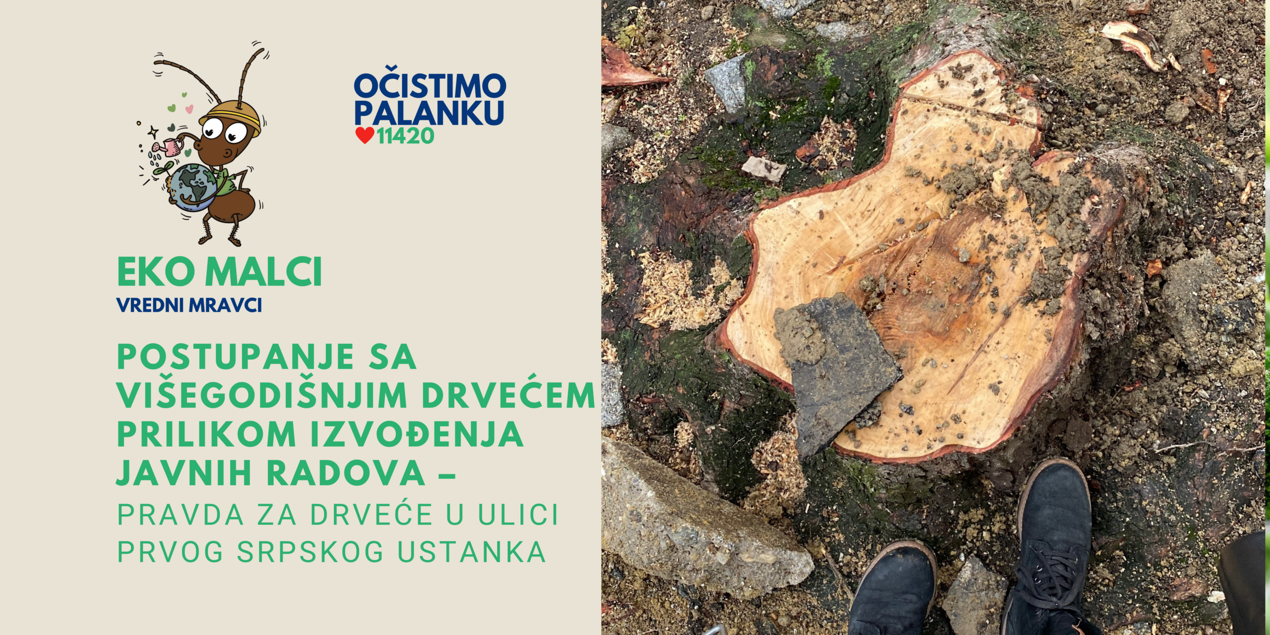 POSTUPANJE SA VIŠEGODIŠNJIM DRVEĆEM PRILIKOM IZVOĐENJA JAVNIH RADOVA – PRAVDA ZA DRVEĆE U ULICI PRVOG SRPSKOG USTANKA